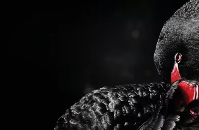 black swan
