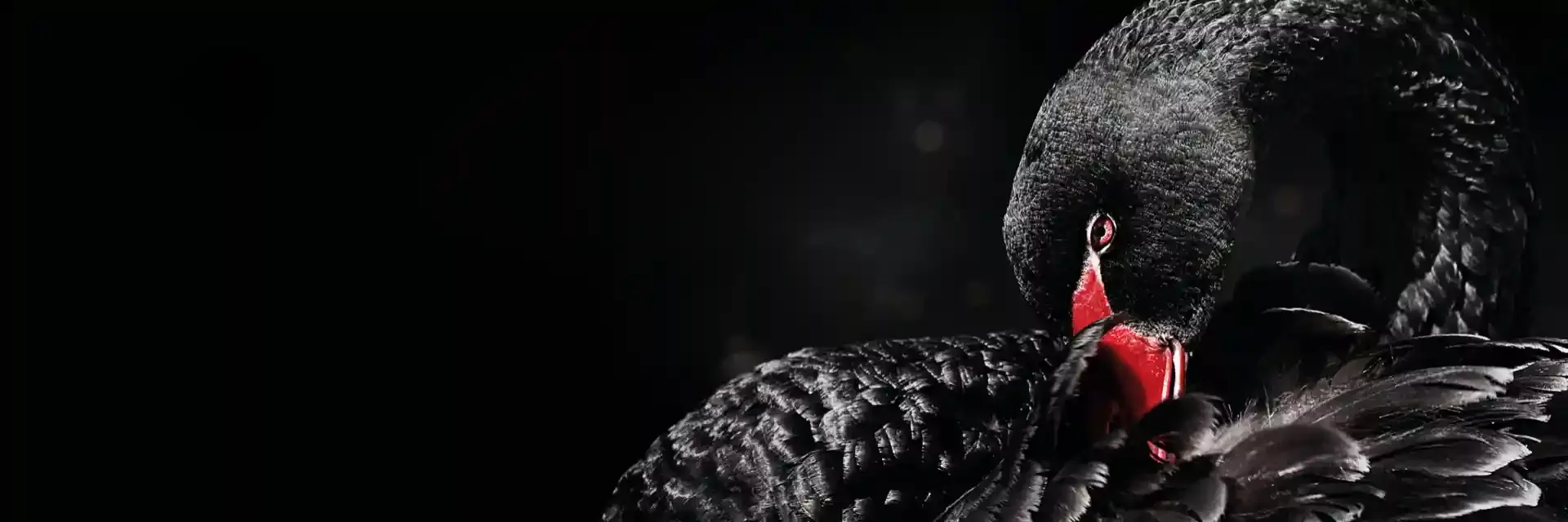 black swan