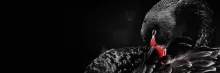 black swan